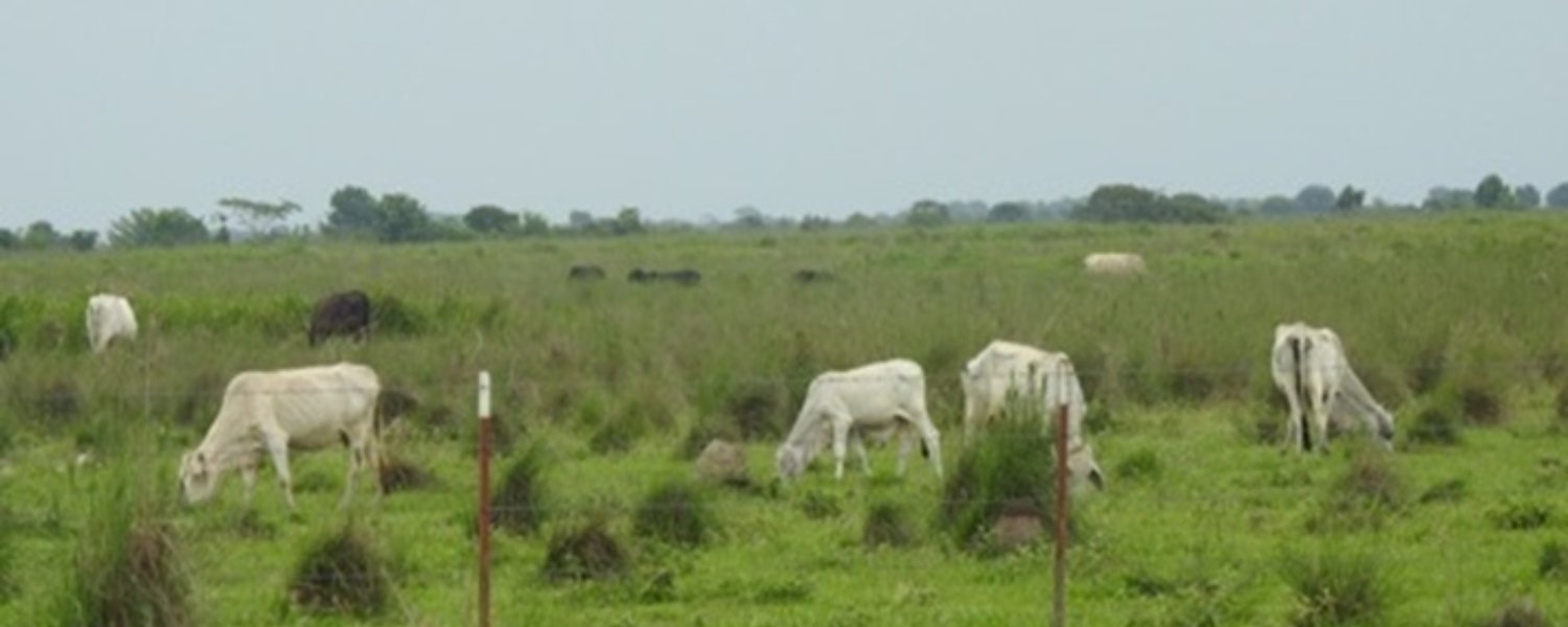 Imagen de la ubicación del Proyecto Área de Desarrollo Llanos 95
