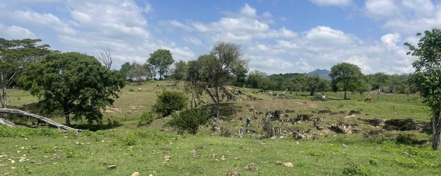 Imagen de referencia del proyecto Parques Fotovoltaicos Turpiales y Los Nogales en Río de Oro